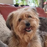AMBAR ❤ Yorkie Mix Hündin, Hündin zur Adoption