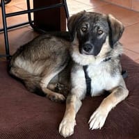junger, freundlicher Rüde Pelle auf PS in Leverkusen, Hund zur Adoption