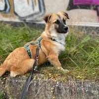 junger, kleiner Rüde Janosch auf PS bei Leipzig, Hund zur Adoption