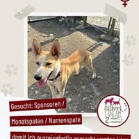 Menschenbezogene Hündin sucht ein Zuhause / Pflegestelle, Hündin zur Adoption