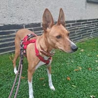 Podencomix Orla, Hündin zur Adoption