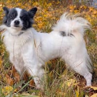 Schüchterne Betty sucht ein geduldiges Zuhause, Hündin zur Adoption
