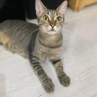Kiki sucht tolles zu Hause, Katze zur Adoption