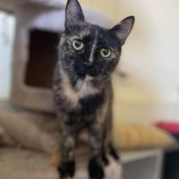 Marmo sucht Ihren Dosenöffner, Katze zur Adoption