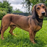 Alpenländische Dachsbracke Ronny sucht ein Zuhause, Hund zur Adoption