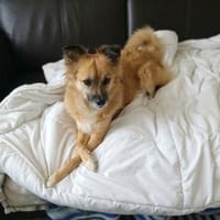 Bella  eine vorsichtige kleine Hündin, Hündin zur Adoption