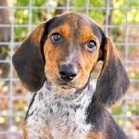 MORITZ - ab November auf PS, Hund zur Adoption