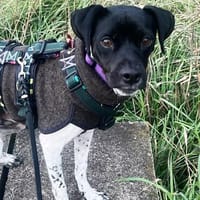 Benito seine Vermittlung ist sehr dringend !!!, Hund zur Adoption