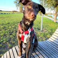 Melón - jetzt Bruno, Hund zur Adoption