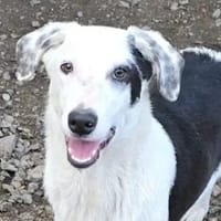 NELLO - ab November auf PS in Jettenhausen, Hund zur Adoption