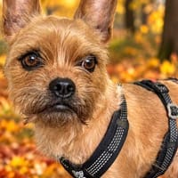 Rocky in 42859 Remscheid, Hund zur Adoption