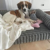 Ava sucht ein liebevolles Zuhause, Hündin zur Adoption