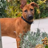 Marte möchte in einem liebevollen Zuhause aufwachsen, Hündin zur Adoption