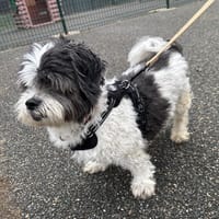 FILOU VAA, chien à adopter
