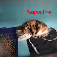 Raspoutine, chatte à adopter