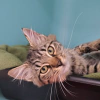BAMBOU (en cours d'adoption), chatte à adopter