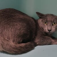 Zeste, chatte à adopter