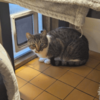 VANILLE A16643, chatte à adopter