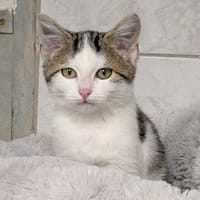 WISTITI, chat à adopter