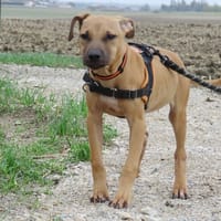 MALI, chienne à adopter