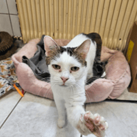 CACAHUETE A17628, chatte à adopter
