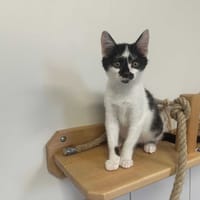 BASIL, chat à adopter