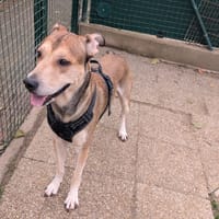 OSLO, chien à adopter