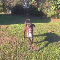 TAICKY, chien à adopter