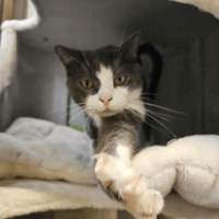 CHANEL A17626, chatte à adopter