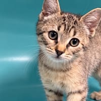COQUILLETTE, chatte à adopter