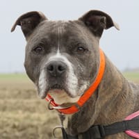 JACK, chien à adopter