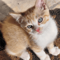 modo, chat à adopter