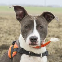 ELEKTRA, chienne à adopter