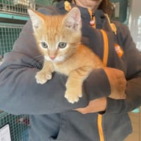 miel, chat à adopter