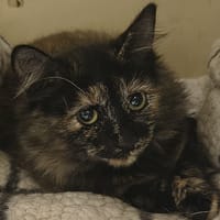 DAISY, chatte à adopter