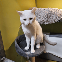 DIABOLO A17623, chat à adopter