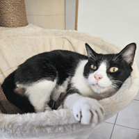 PANDA A17627, chat à adopter