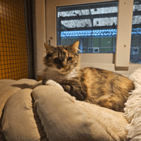 MINETTE A17642, chatte à adopter