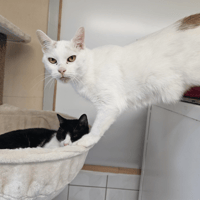 PACO (Réservé) A17630, chat à adopter