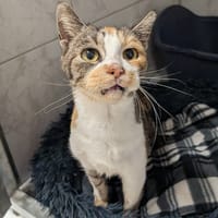 PANDA, chatte à adopter