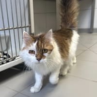 MINNIE, chatte à adopter