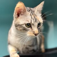 FARAH, chatte à adopter
