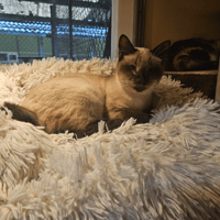 FICELLE A17641, chatte à adopter