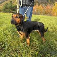 PANGO, chien à adopter