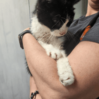 MARIN A17621, chat à adopter