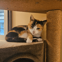 NINI (Réservée) A17638, chatte à adopter