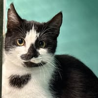 Marlon, chat à adopter