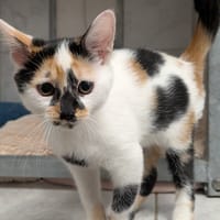 andrea, chatte à adopter