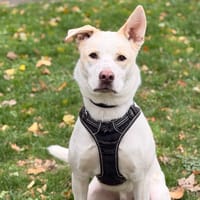 Riley CAA16246, chien à adopter