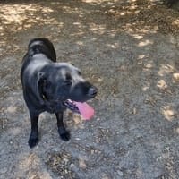 NALA, chienne à adopter